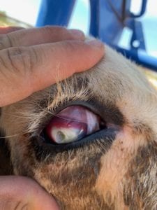 pink eye before