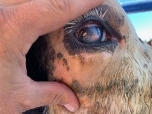 livestock pink eye after