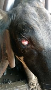 Before picture of pink eye in right eye