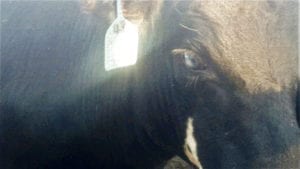 pink eye in right eye of steer after treatment