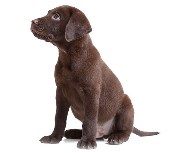 Testimonials: Puppy Sitting
