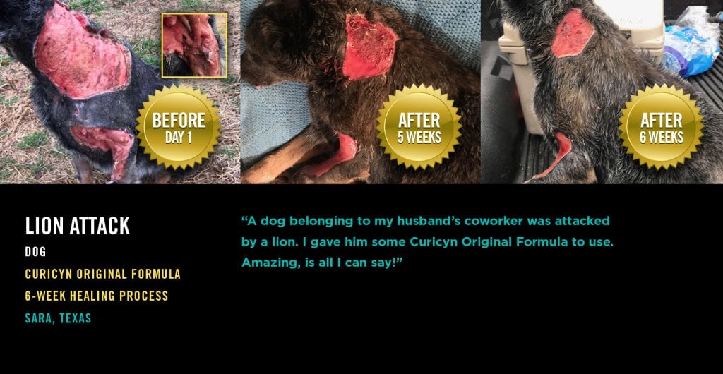 Testimonials: Lion Attack