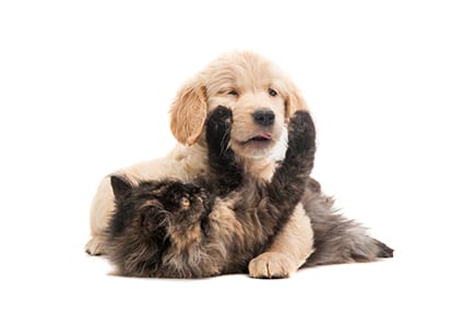 Submit A Testimonial: Cat and Dog Playing