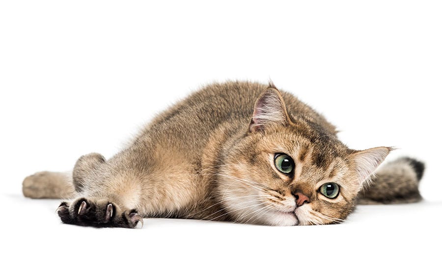 Contact us: Cat Laying Down