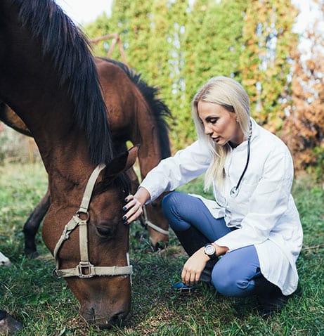 veterinarian Curicyn For Veterinarians: Vet Gives Horse Exam