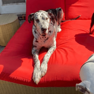 12 Reasons to adopt a shelter dog