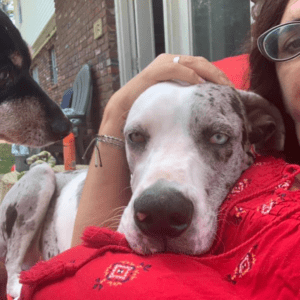 12 Reasons to adopt a shelter dog