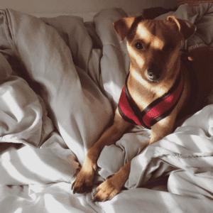 12 Reasons to adopt a shelter dog