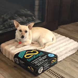12 Reasons to adopt a shelter dog