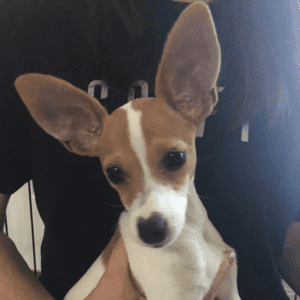 12 Reasons to adopt a shelter dog