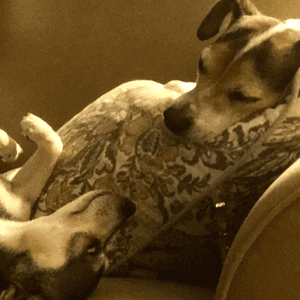 12 Reasons to adopt a shelter dog