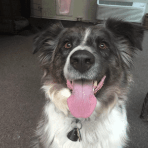 12 Reasons to adopt a shelter dog