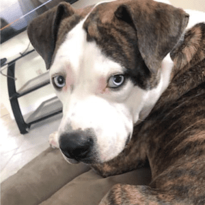 12 Reasons to adopt a shelter dog