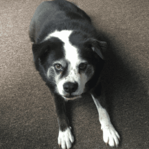 12 Reasons to adopt a shelter dog