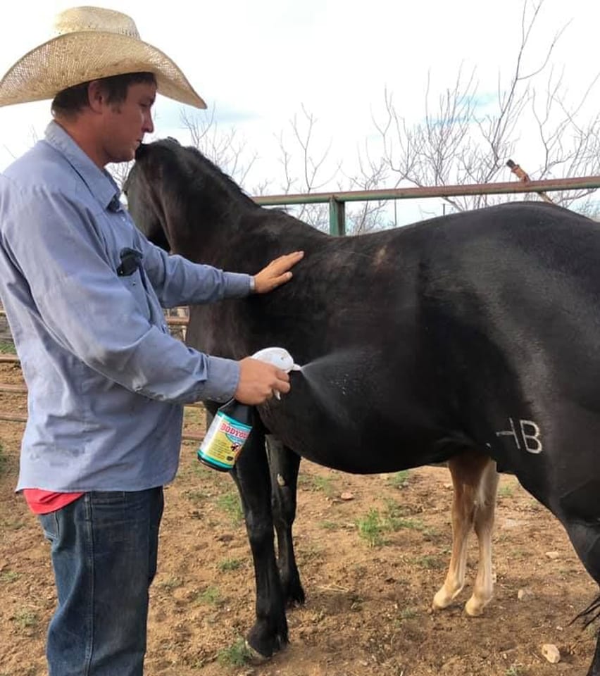Animal Wound Care Products: Man Spraying Curicyn On A Horse