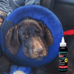 hot spots on dogs