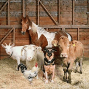 Ringworm in animals