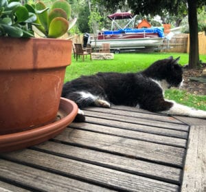 Mr. Boots. Healing from Hot Spots
