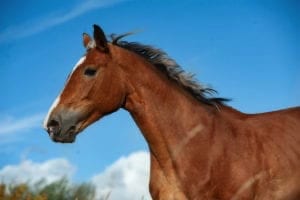Fungus & thrush in horses