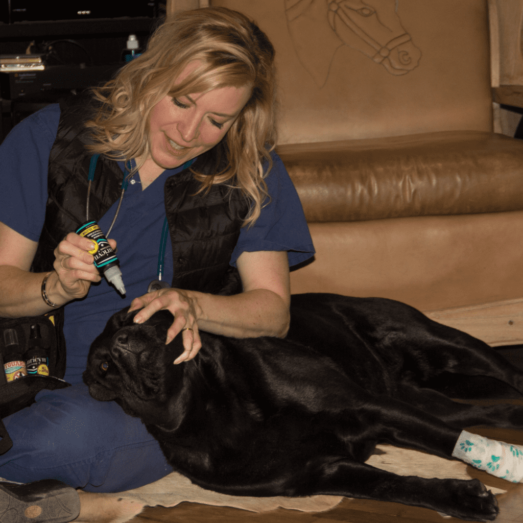 Conjunctivitis in dogs