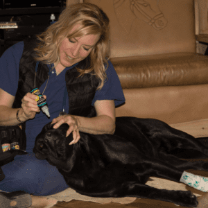 Conjunctivitis in dogs