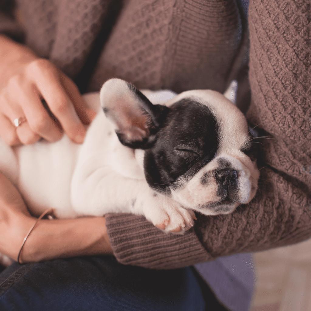 Taking care of a puppy