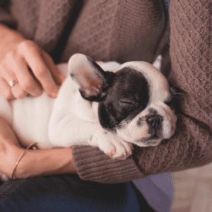 Taking care of a puppy