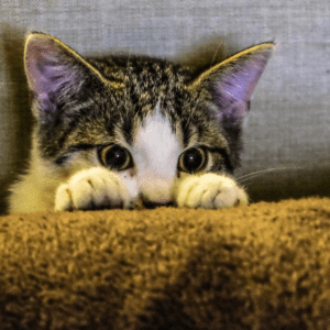 How to train a kitten not to scratch