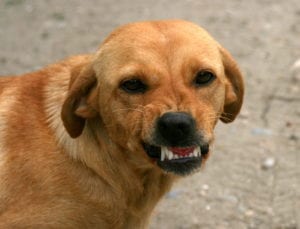 WHAT TO DO WHEN ANOTHER DOG BITES YOUR DOG
