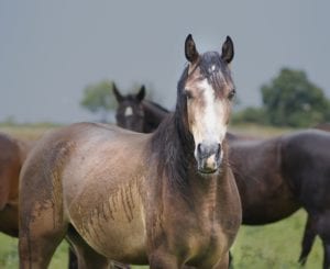 brown and white horse standing in field during rain