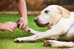 yellow labrador dog laying on grass having toenail trimmed