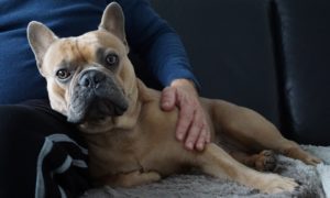 French bulldog reclining on a man's lap