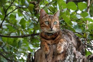 bengal cat in tree
