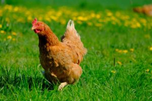 chicken running through grass