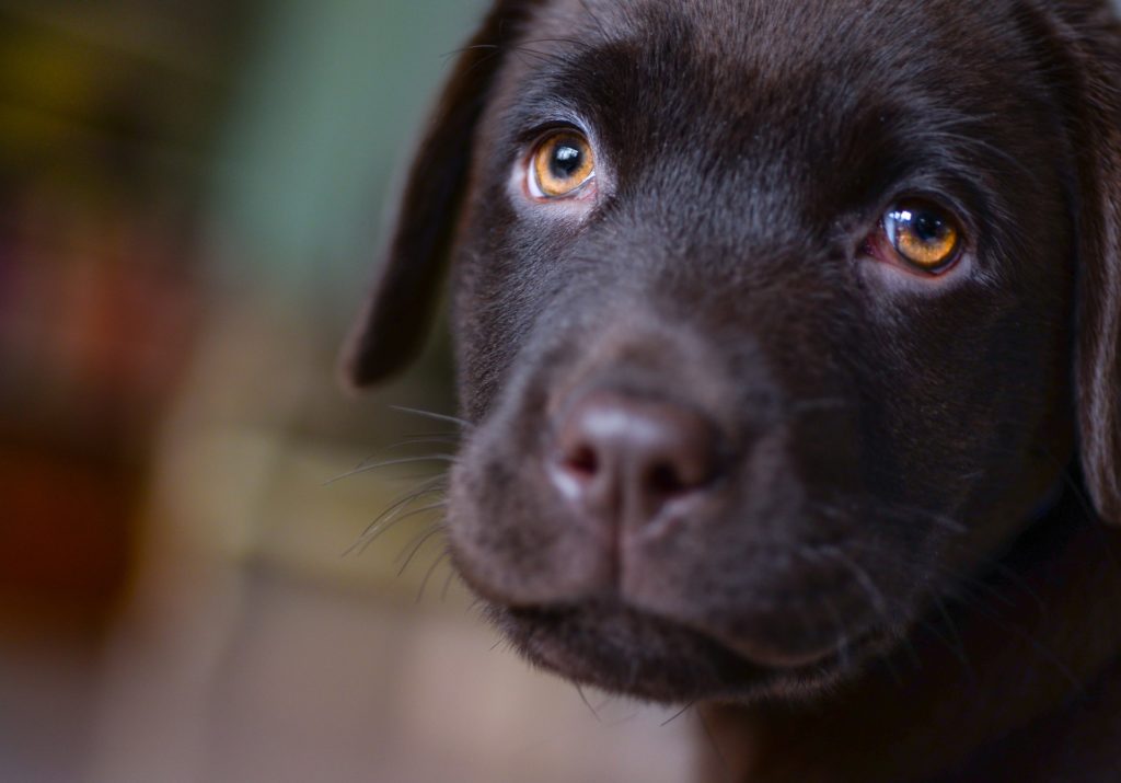 brown labrador puppy